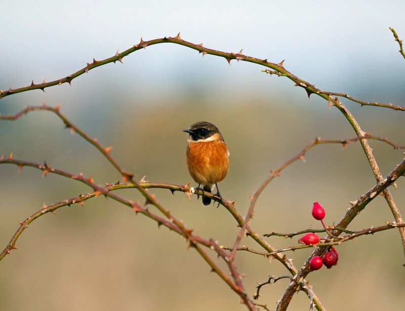Stonechat - Chats