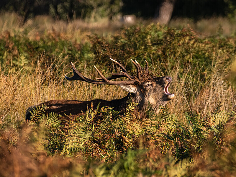 Red Deer - Latest photos