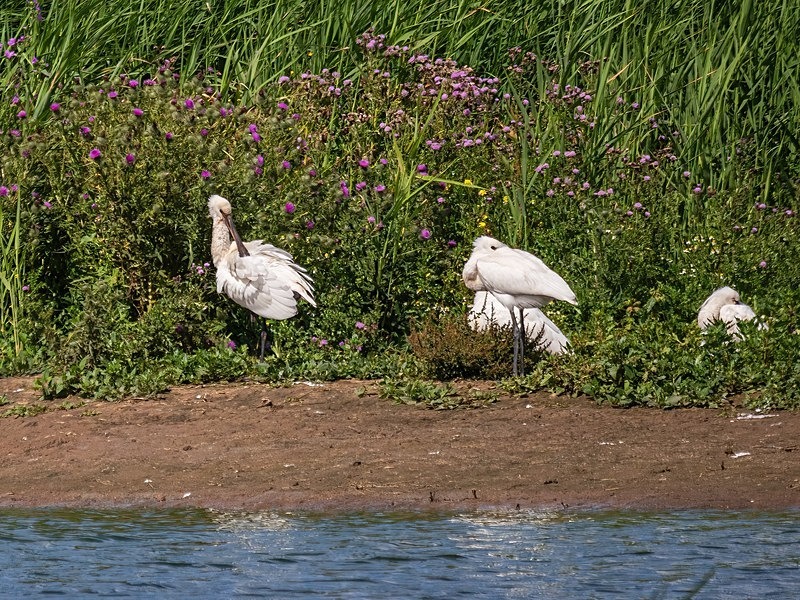 Spoonbills - Spoonbills