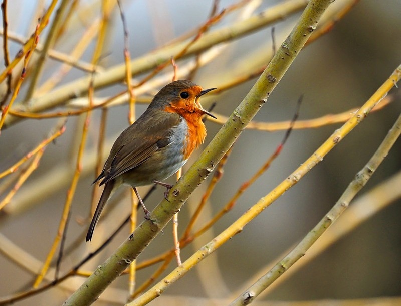 Robin - Robins