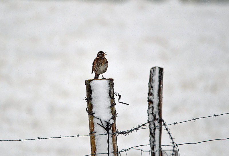 Redwing - North east Iceland