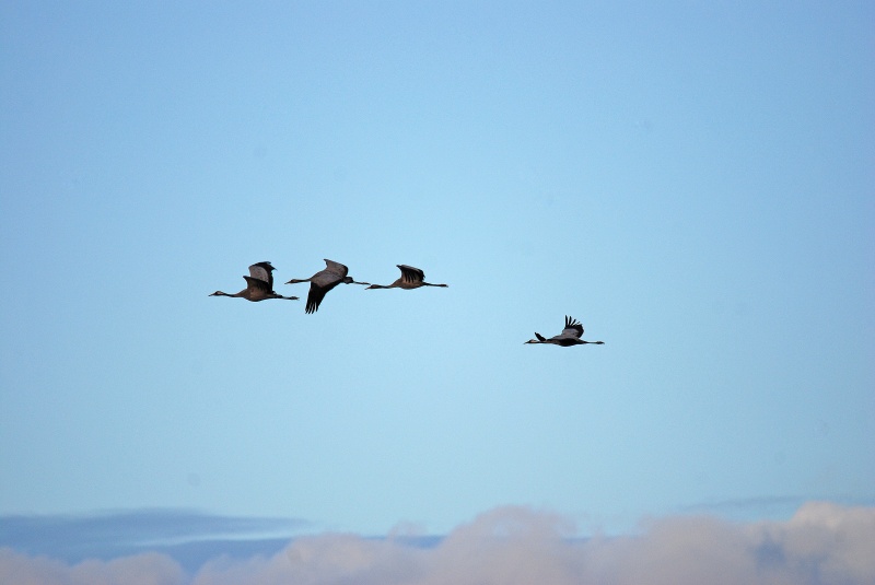 Common Cranes - Aragon