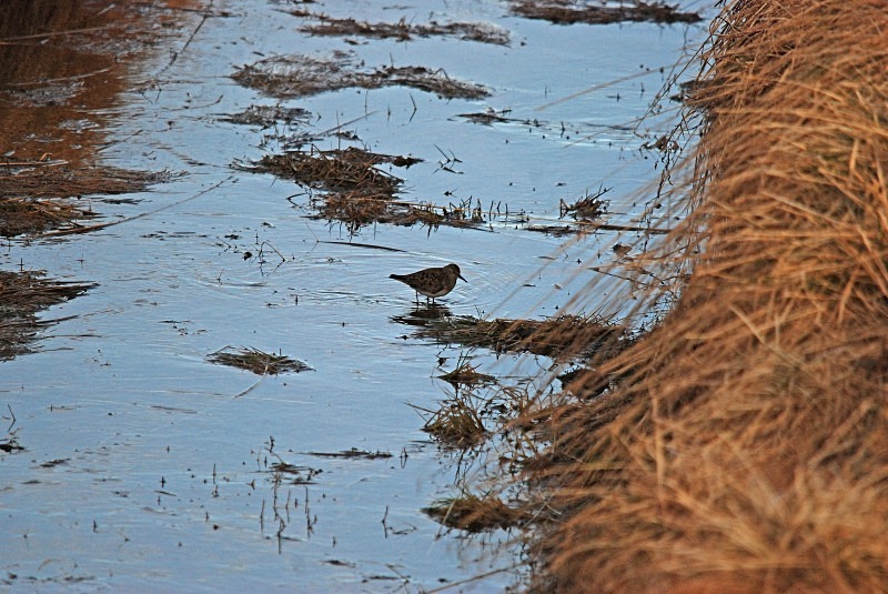 Temminck’s Stint - North Finland and north Norway - May and June 2009