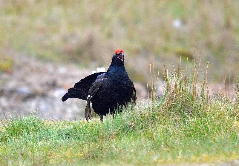 Black Grouse - Game birds