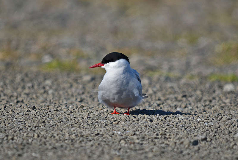 Arctic Tern - Westfjords
