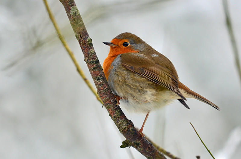 Robin - Robins