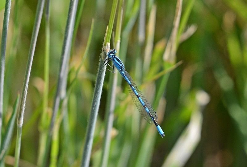 Common Blue Damselfly - Dragonflies and damselflies