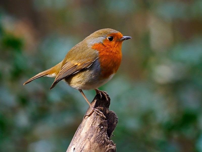 Robin - Robins