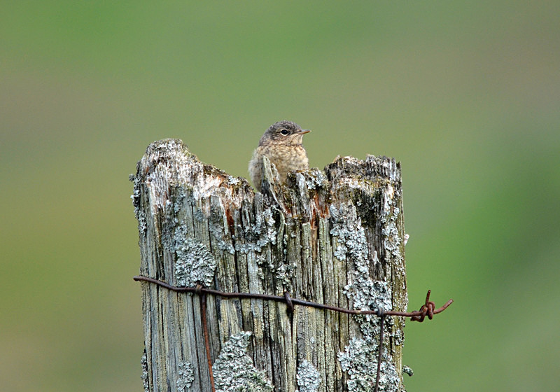 Northern Wheatear fledgling - Chats