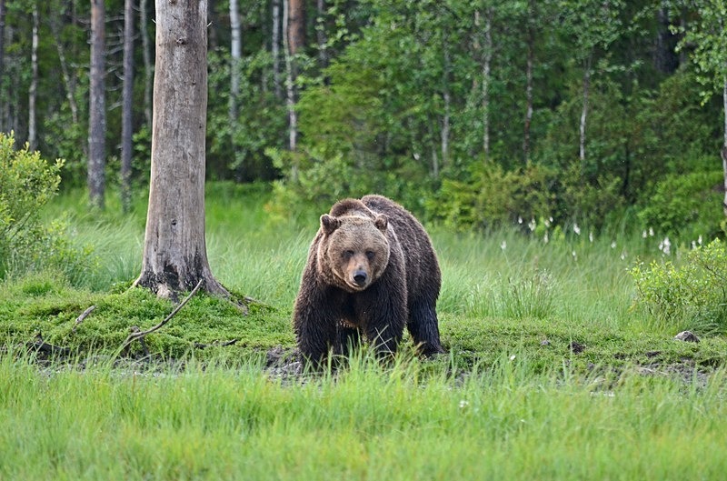 Brown Bear - North Finland - part 2