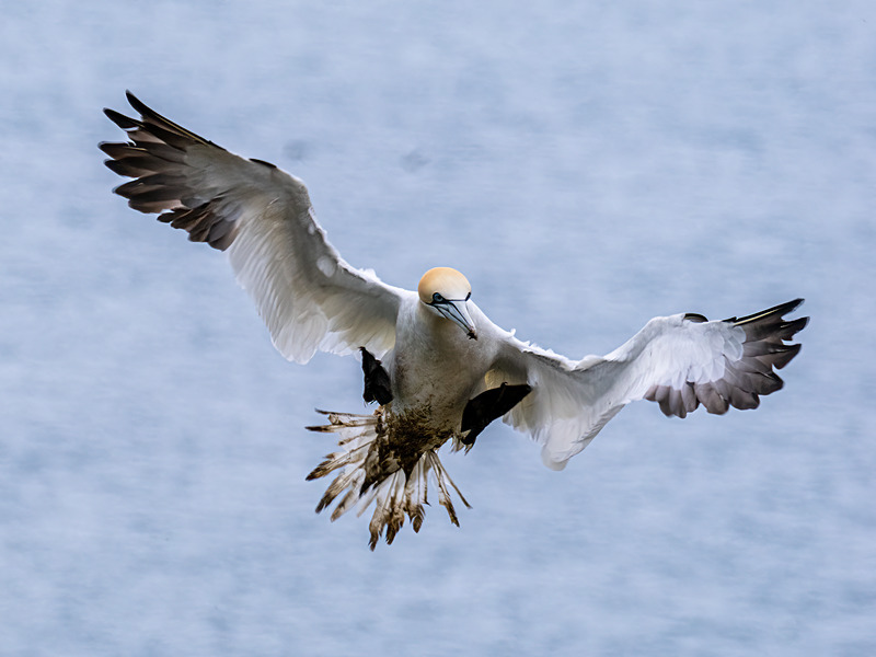 Gannet - Latest photos