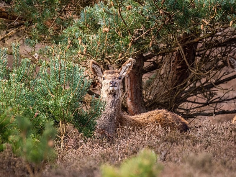 Red Deer - Red Deer