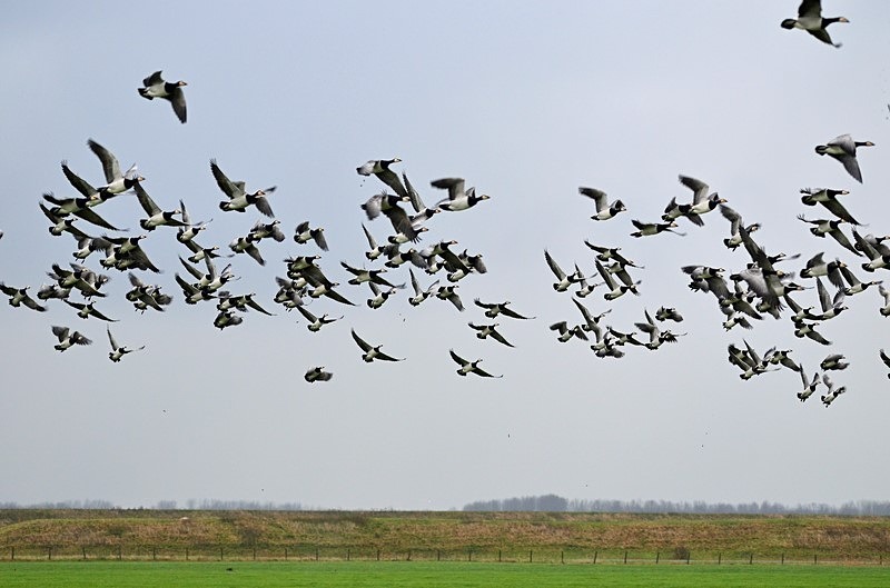 Barnacle Geese - Netherlands - December 2019