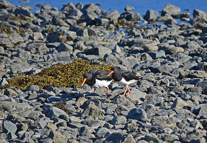 Oystercatchers - Westfjords