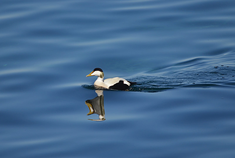 Eider - Westfjords