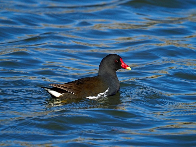 Moorhen - Crakes and rails