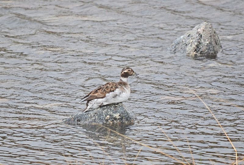 Long-tailed Duck - North Norway
