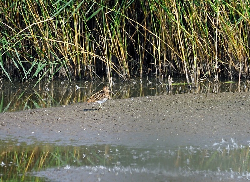 Common Snipe - Snipes and woodcocks