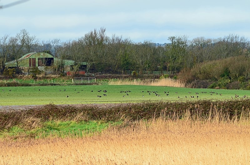 Wexford Wildfowl Nature Reserve, Co. Wexford, Ireland - Ireland - January and February 2020