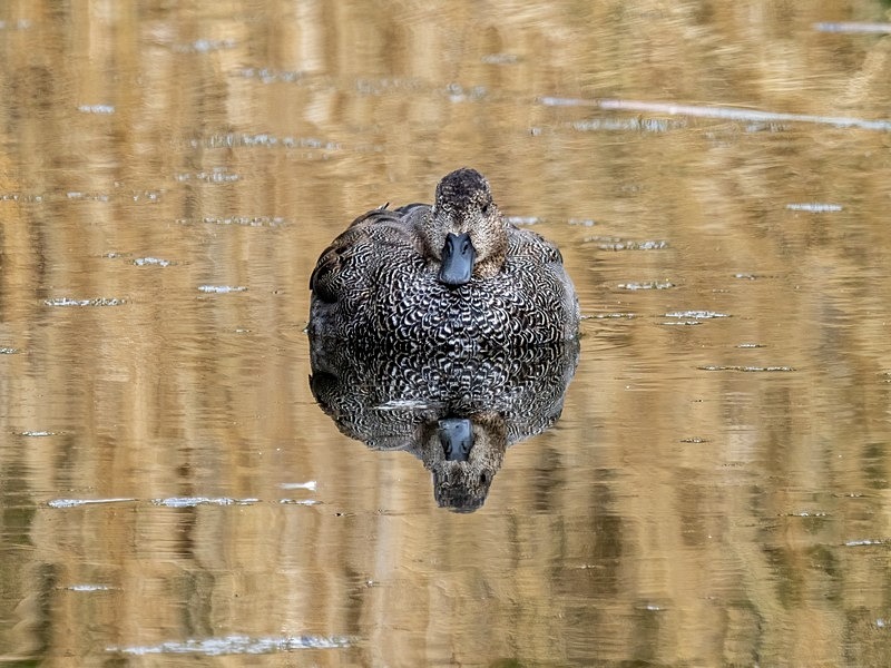 Gadwall - Dabbling ducks