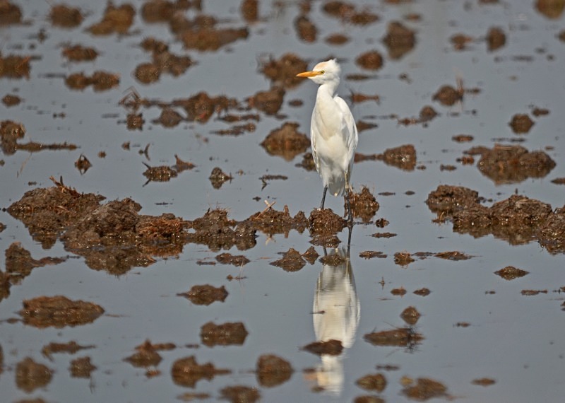 Cattle Egret - South Spain - September 2013