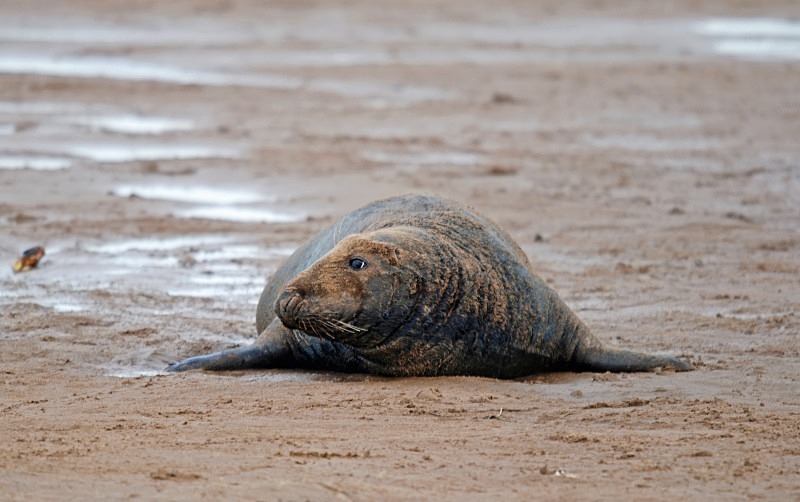 Atlantic Grey Seal - Atlantic Grey Seals