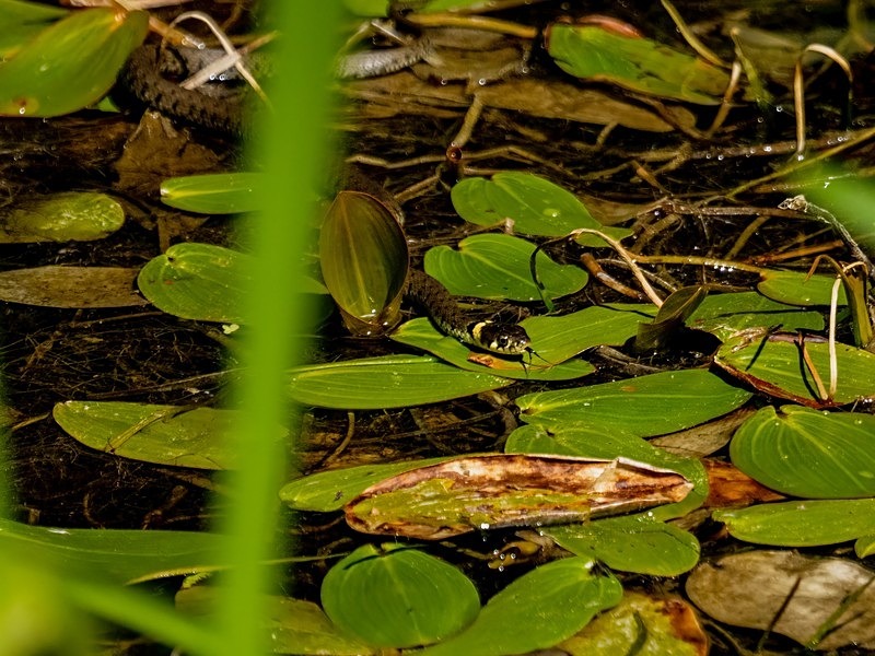 Grass Snake - Snakes