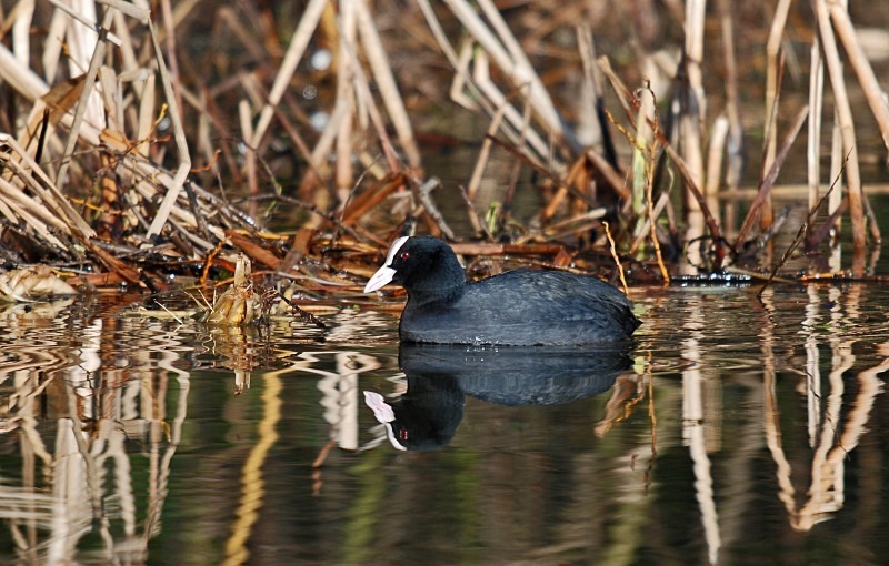 Coot - Crakes and rails