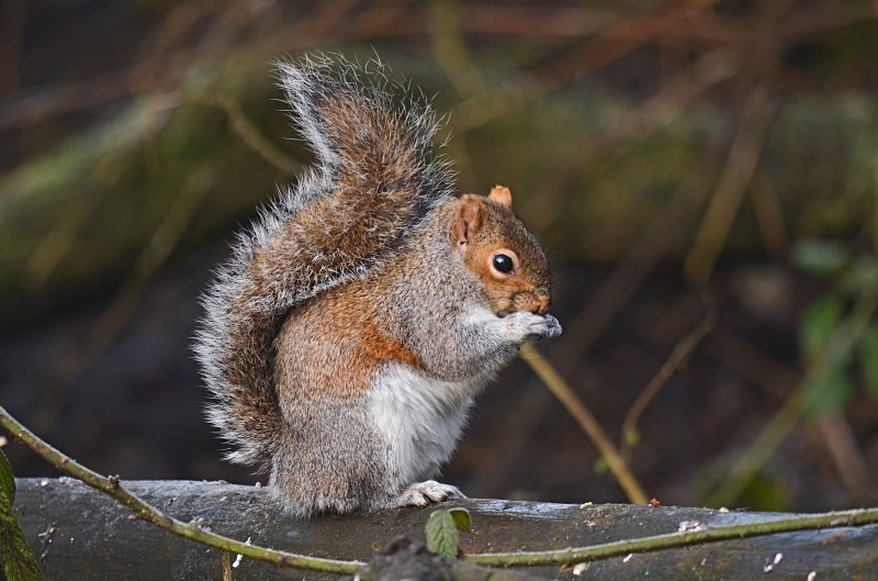 Grey Squirrel