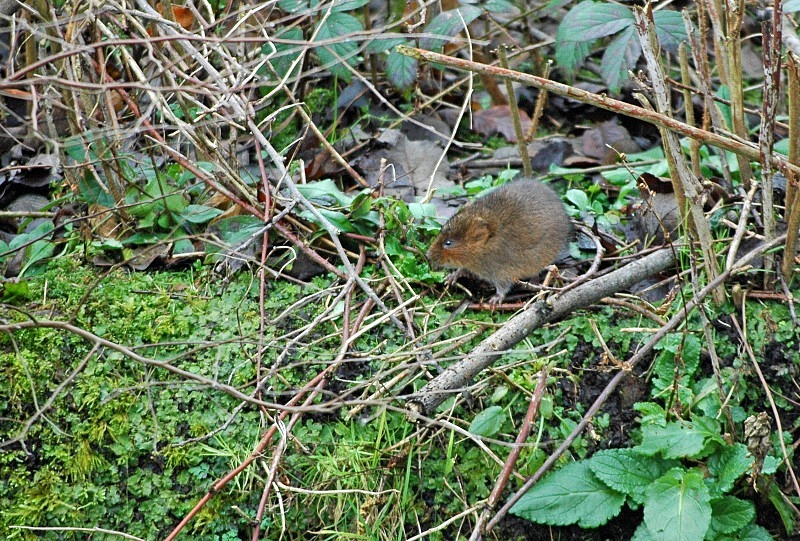 Water Vole - Water Voles