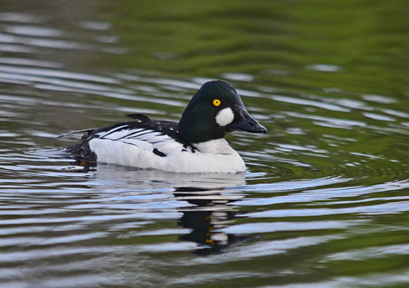 Goldeneye - North east Finland