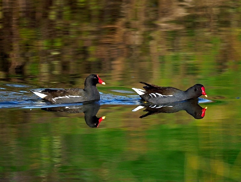 Moorhens - Crakes and rails
