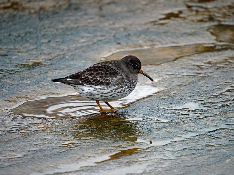 Purple Sandpiper - Sandpipers