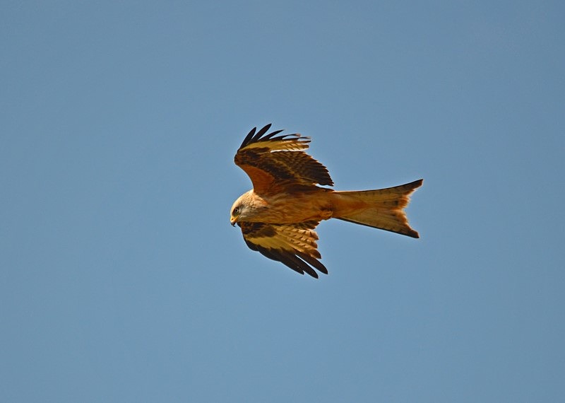 Red Kite - Birds of prey