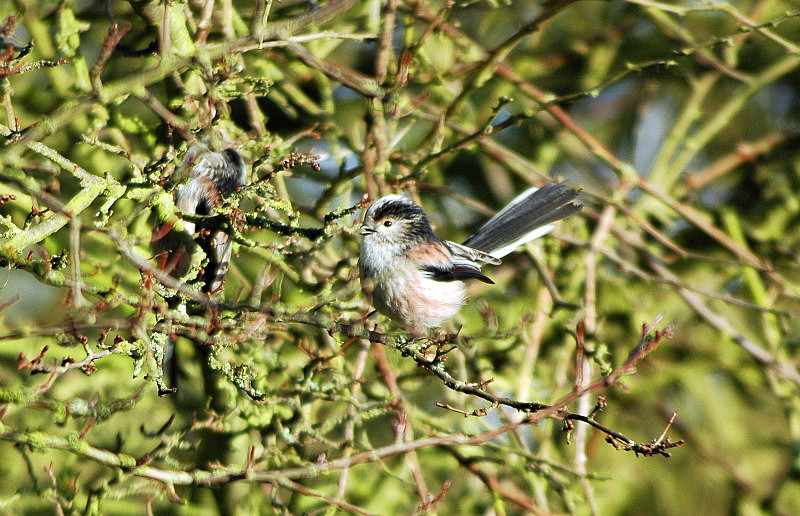 Long-tailed Tit - Tits