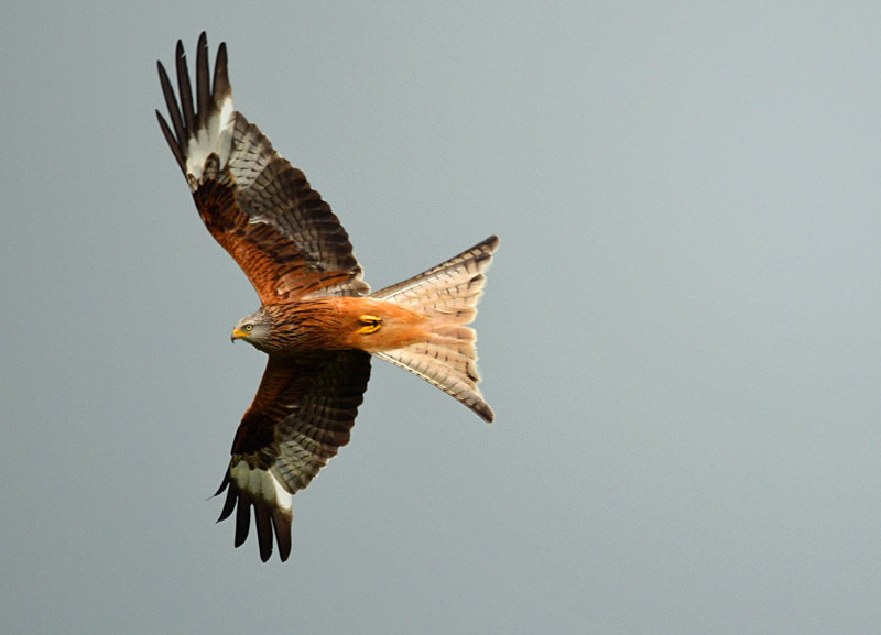 Red Kite - Birds of prey