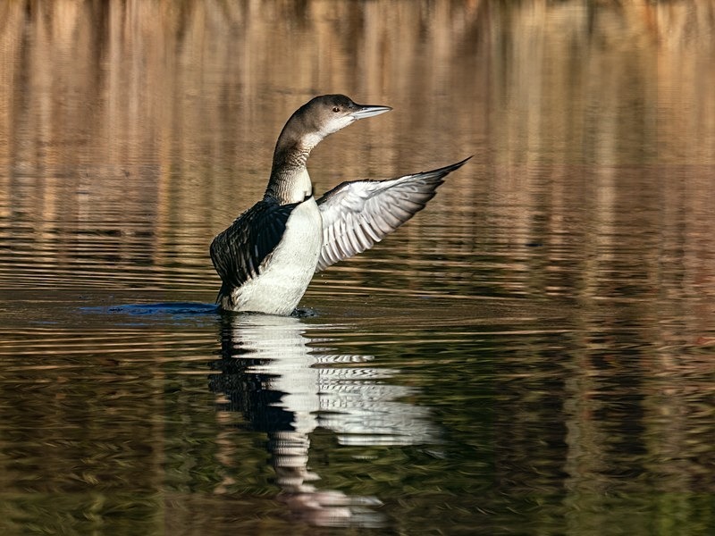 Great Northern Diver - Latest photos