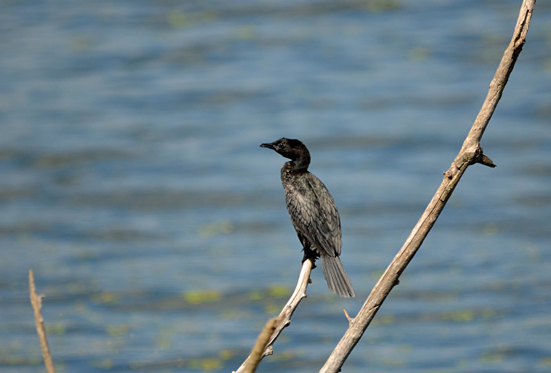 Pygmy Cormorant - Central Macedonia