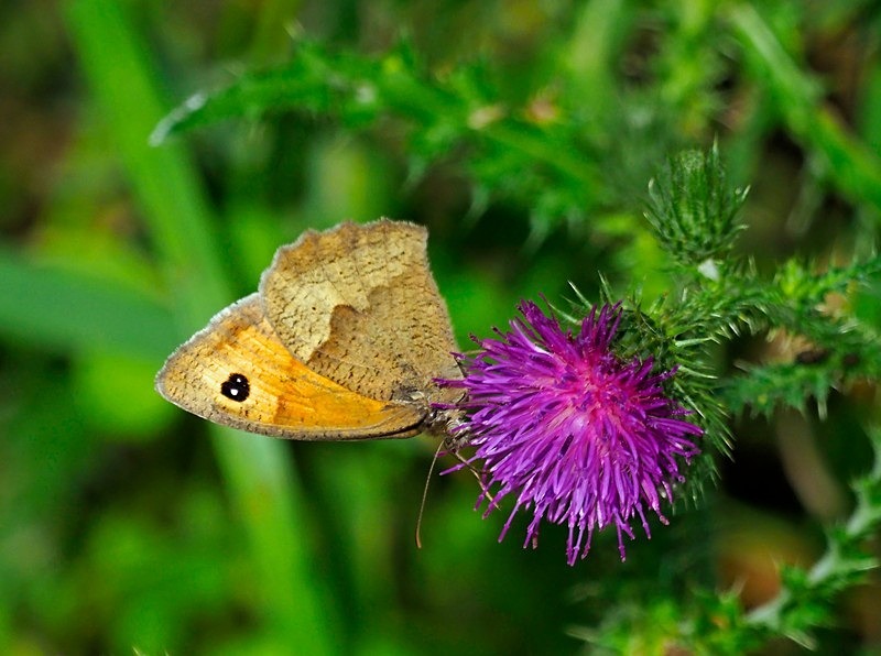 Meadow Brown - Butterflies