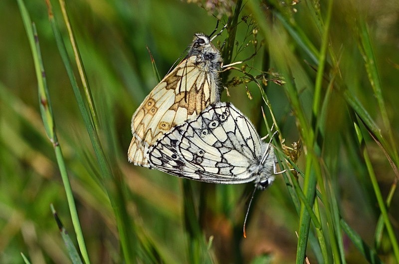 Marbled Whites - Butterflies