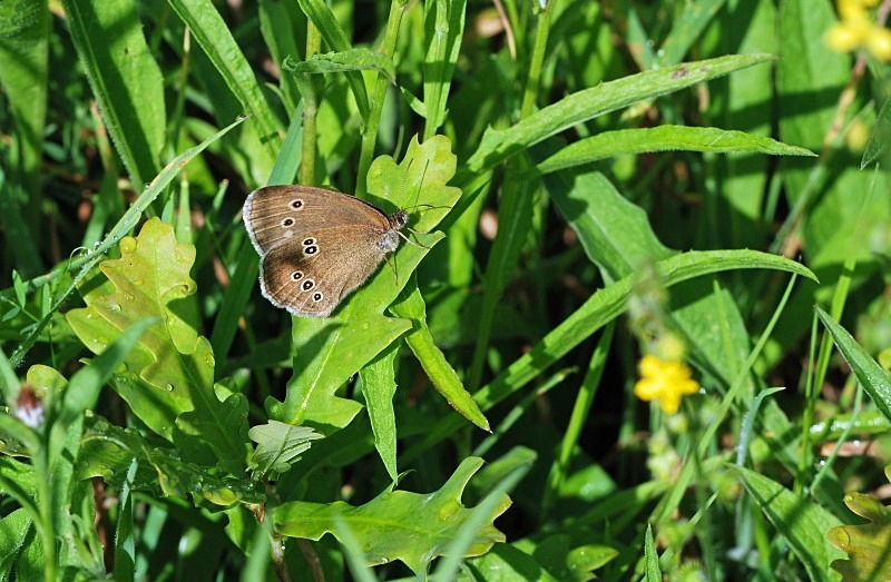Ringlet - Butterflies