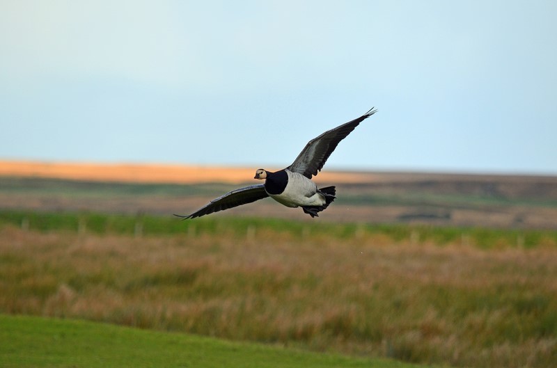 Barnacle Goose - Black geese