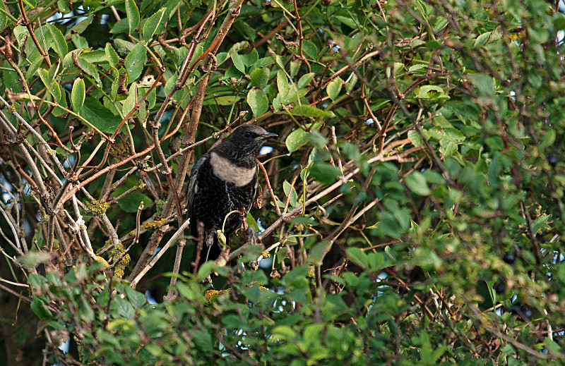 Ring Ousel - Thrushes