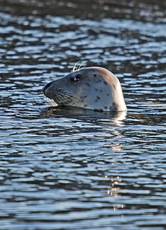 Atlantic Grey Seal - Atlantic Grey Seals