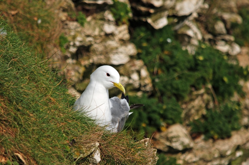 Kittiwake - Gulls