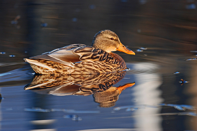 Mallard - Dabbling ducks