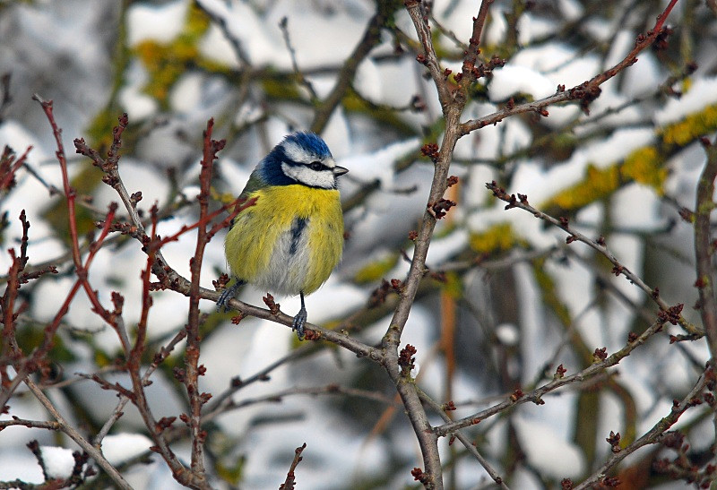 Blue Tit - Tits