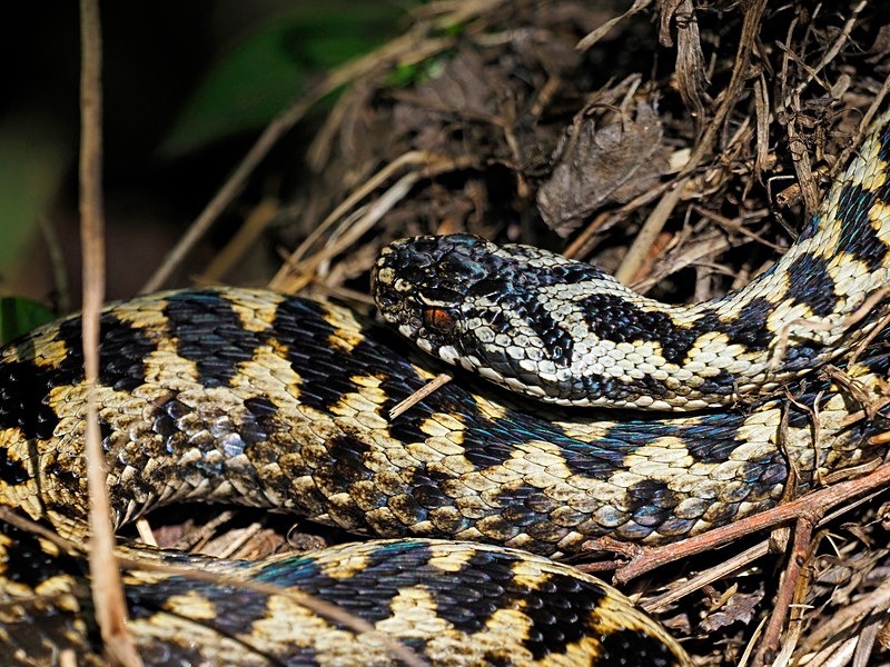 Adder - Snakes