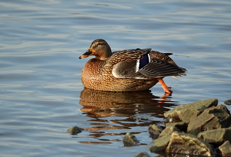 Mallard - Dabbling ducks