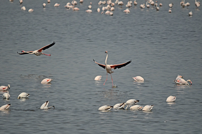 Greater Flamingos - Central Macedonia
